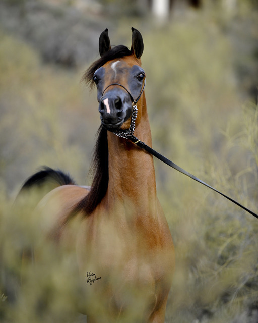 A Canan- Arab Stallion